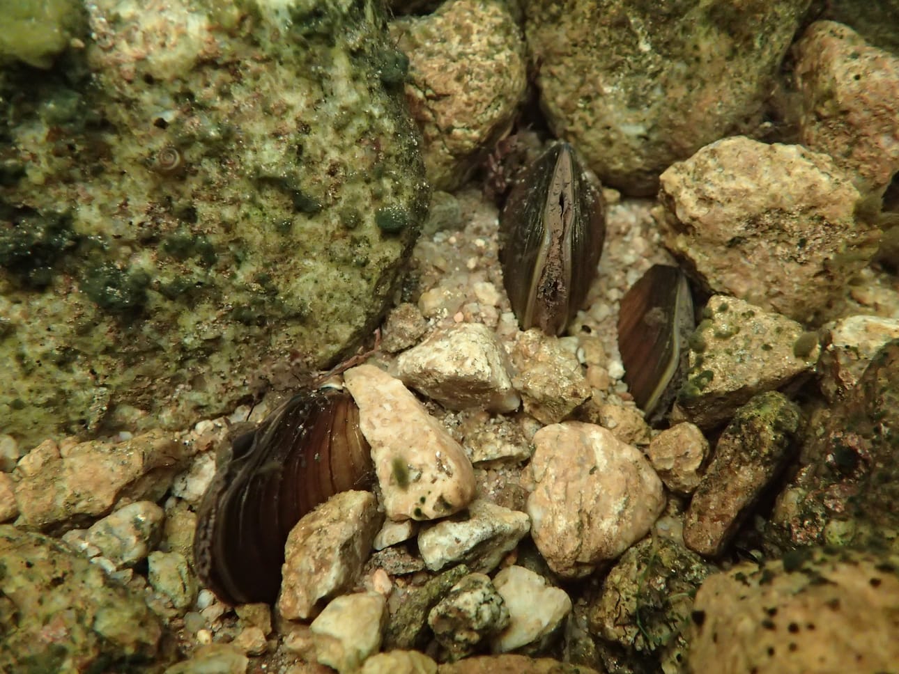 Ivalojoen valuma-alueelta löytyneen raakkupopulaation tarkempaa sijaintia ei viranomaisten ohjeiden mukaan paljasteta.