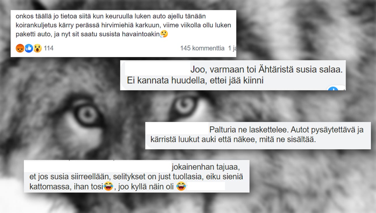 Susien siirtoistutuksia koskevat huhut ovat toistuneet säännöllisesti hyvin pitkään. Tuorein mylly pyöri tällä viikolla Facebookissa, ja liittyi Keuruun-Mäntän suunnalla havaittuihin Luken tutkijoihin. Kuvakaappaukset "Suurpeto politiikka" -ryhmästä.