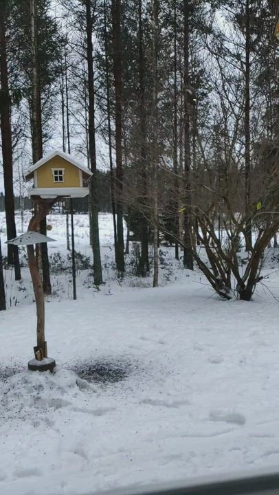 Kurre tulee tyylikkäästi syömään