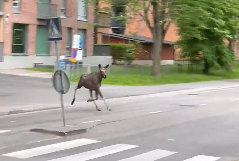 Poliisi hirvien perässä Oulun keskustan tuntumassa – Katso lukijan video Myllytullista
