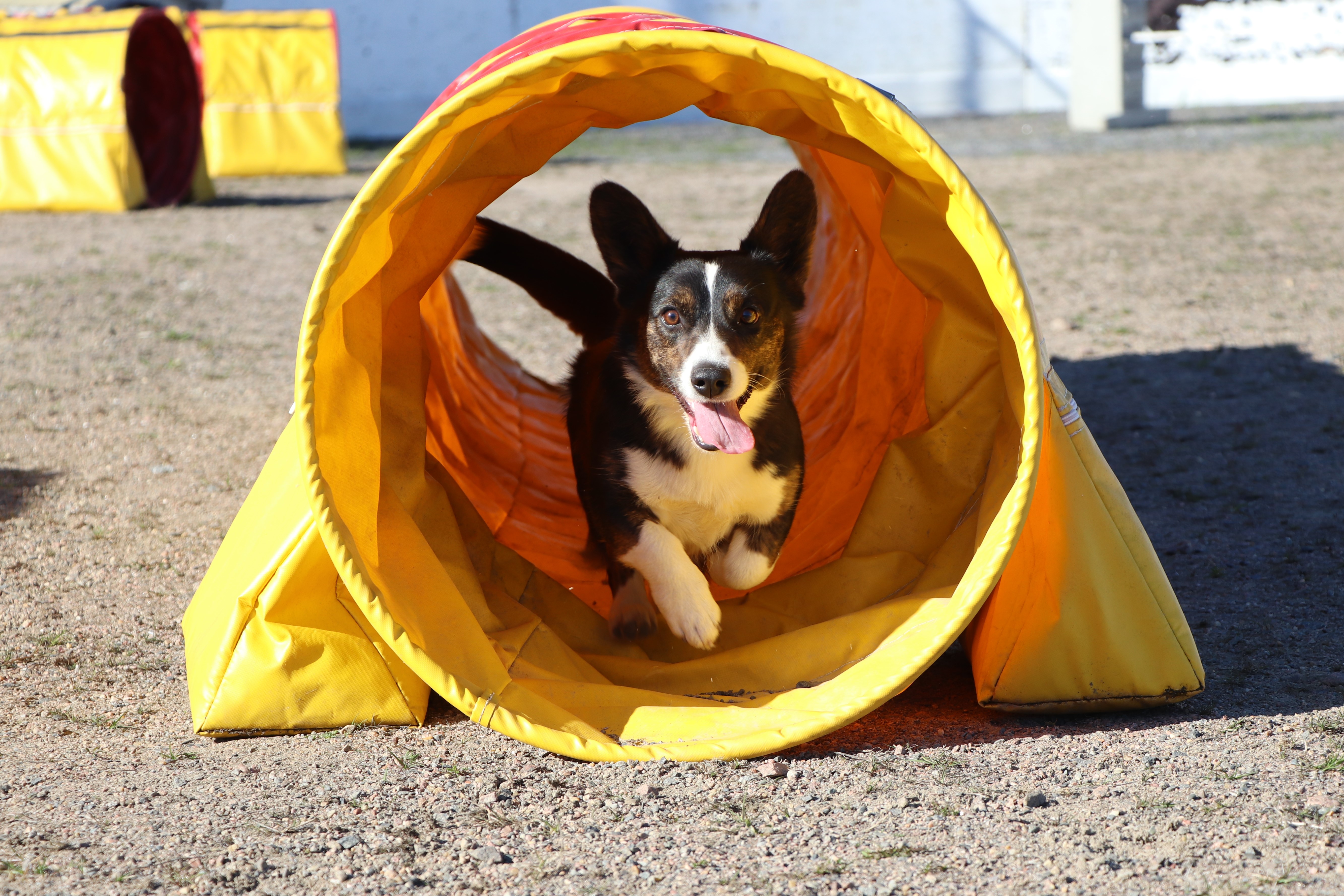 Priiman ilme ei jätä tulkinnanvaraa: vauhdikas laji on corgitytön mieleen!