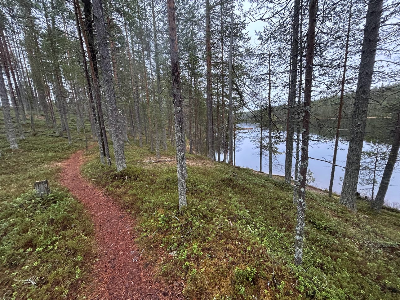 Pohjoisrannalle päästyä lähdetään kulkemaan harjun törmää, rantaa myötäillen.