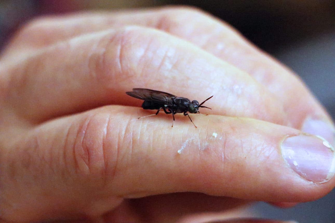 Sotilaskärpänen on varsin hidasliikkeinen hyönteinen, mutta kasvussa se on nopea: sen toukka 7000-kertaistaa massansa kahdessa viikossa.