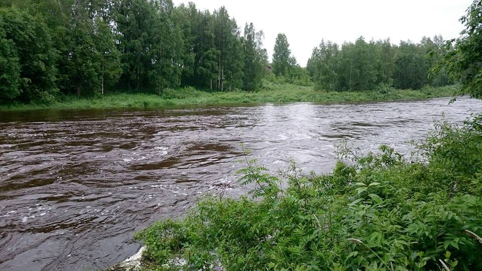 Kesäkuun vesisateet ovat täyttäneet jokiuomat niin, että Siikajokivarressa vesi voi nousta alavimmille pelloille. Eilen Lamujoki virtasi Pulkkilassa näin vuolaana.