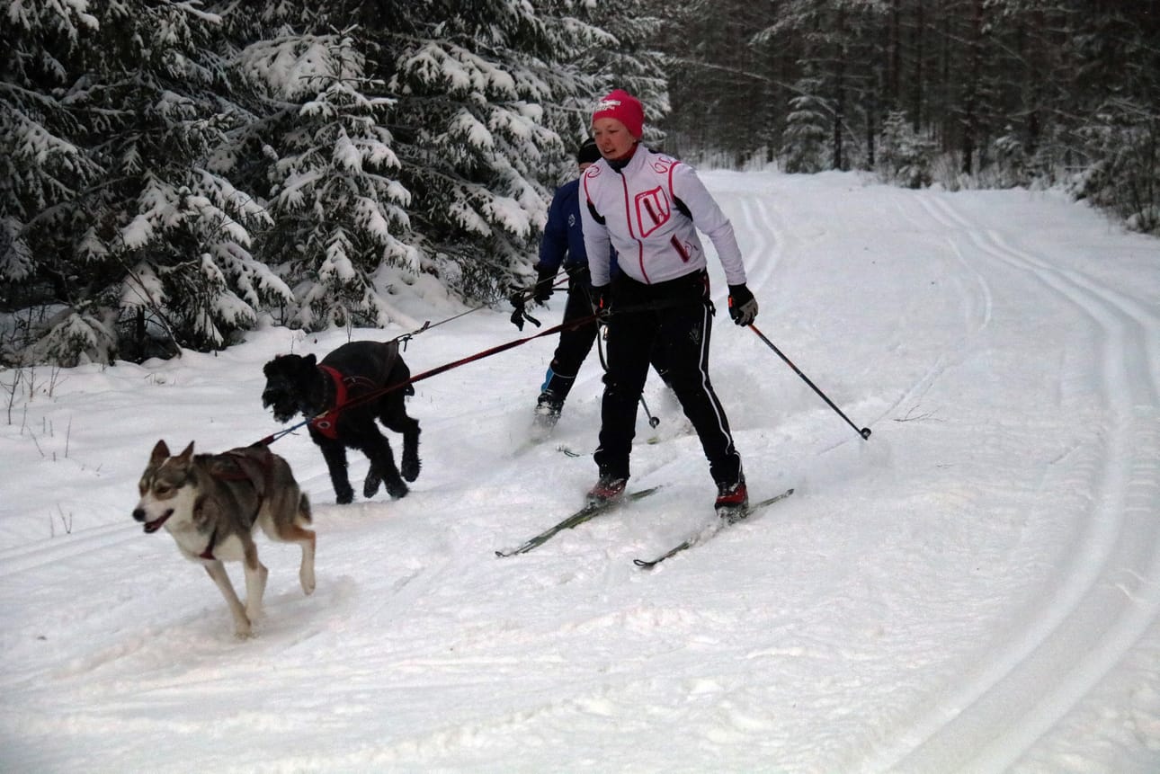 Marjukka Lehtimäen siperianhusky Viuhti ja Elisabeth Killisen suursnautseri Veke nauttivat vauhdista Mäenpään kuntoradan kurveissa muutama vuosi sitten.