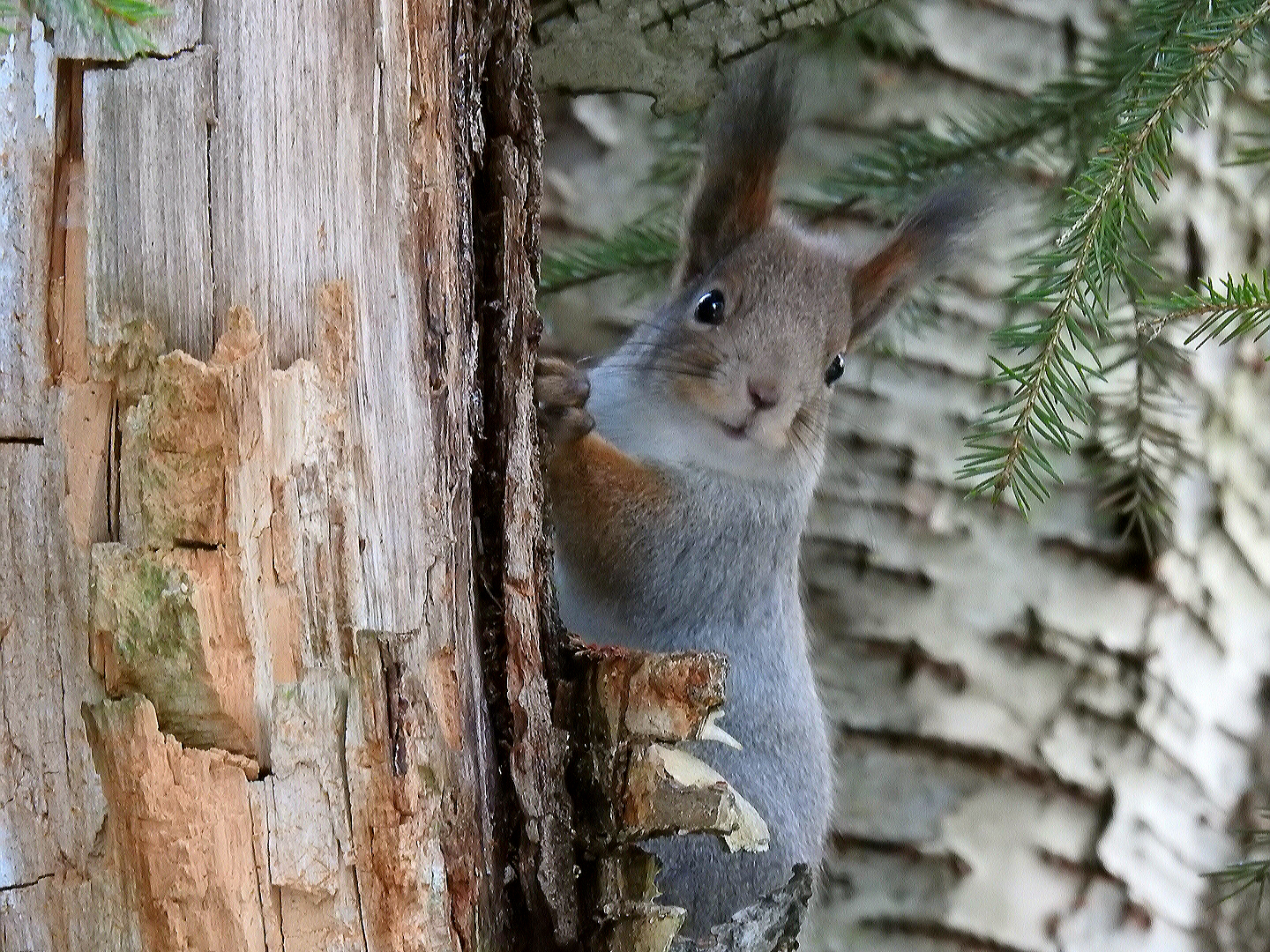 <p>Mökin pihapiirissä elelevä orava löysi itselleen kodin yhdestä linnunpöntöstä. Säikähdys oli molemminpuolinen, kun Sinikka Pakarinen yhtenä päivänä siivotessaan pönttöjä kohtasi odottamattoman asukkaan.</p>