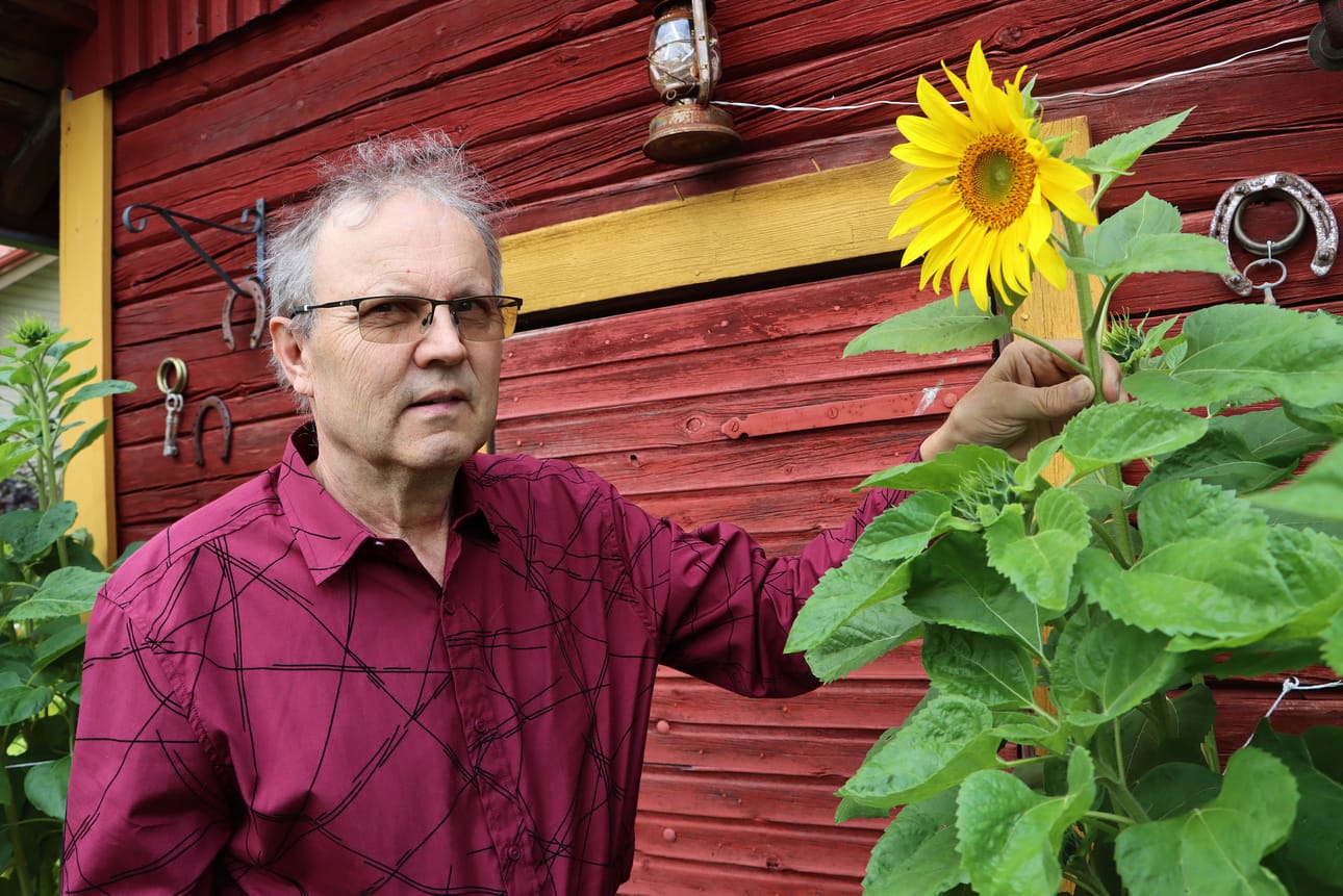Puutarhanhoito on Pentti Rikalalle mieluista puuhaa. Auringonkukat viihtyvät aitan seinustalla.