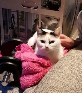 Sankarikissa Kitty herätti perheen, kun kodin terassi oli syttynyt palamaan.