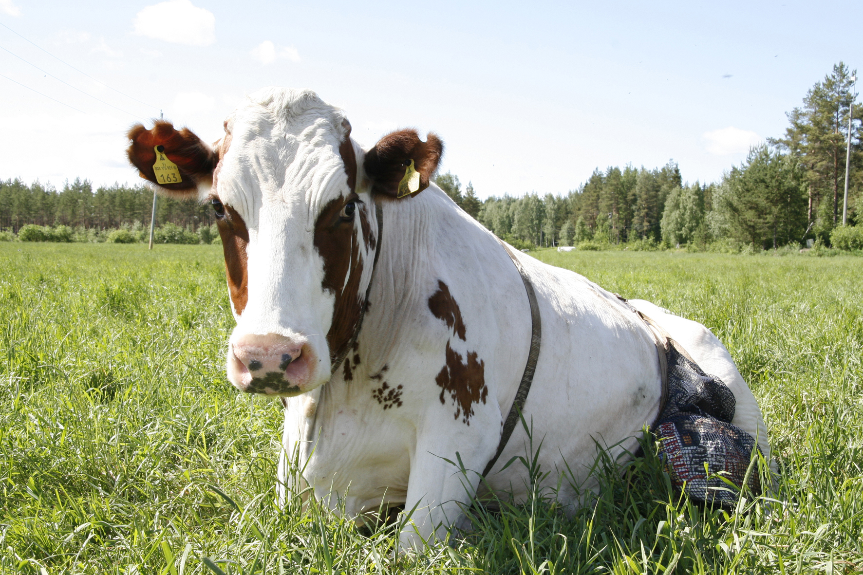 Karjakerhon syysjuhlassa palkittiin järviseutulaisia tiloja – katso alueemme palkitut tästä