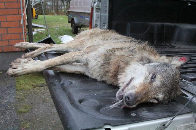 Neljä vuotta sitten Kuhmon Vuosangasta kuolleena löytynyt pantasusi Rilla oli menehtynyt hirven aiheuttamiin vammoihin. KUVA: Marjatta Kurvinen