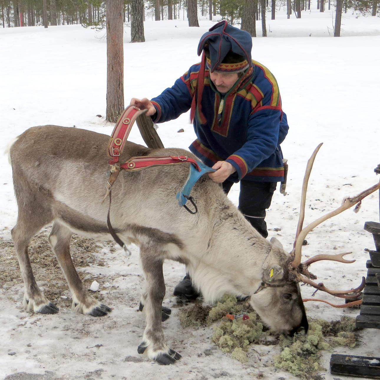 Timo Palonoja opettaa ajoporolle valjastamista, joka tehdään aina poron vasemmalta puolelta.