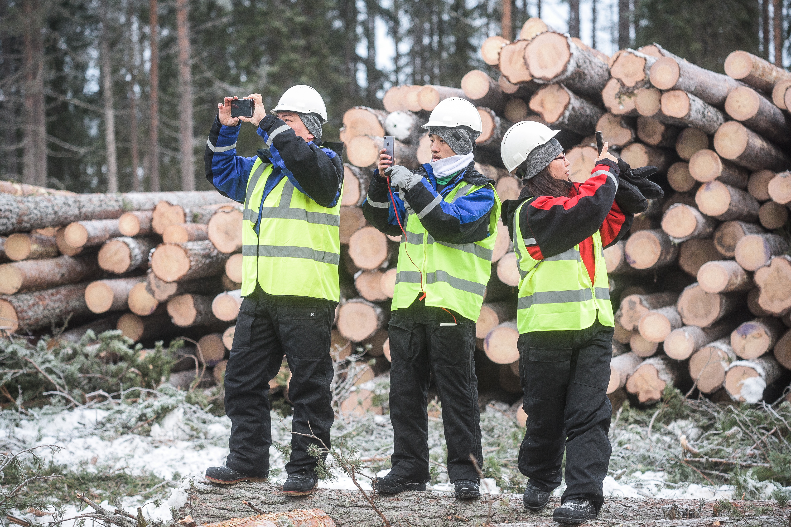 Kiinalaiset kauppakumppanit kuvasivat kaadetut puut – Pölkky hakkaa Ahosaaressa metrin paksuisen jäätien takana
