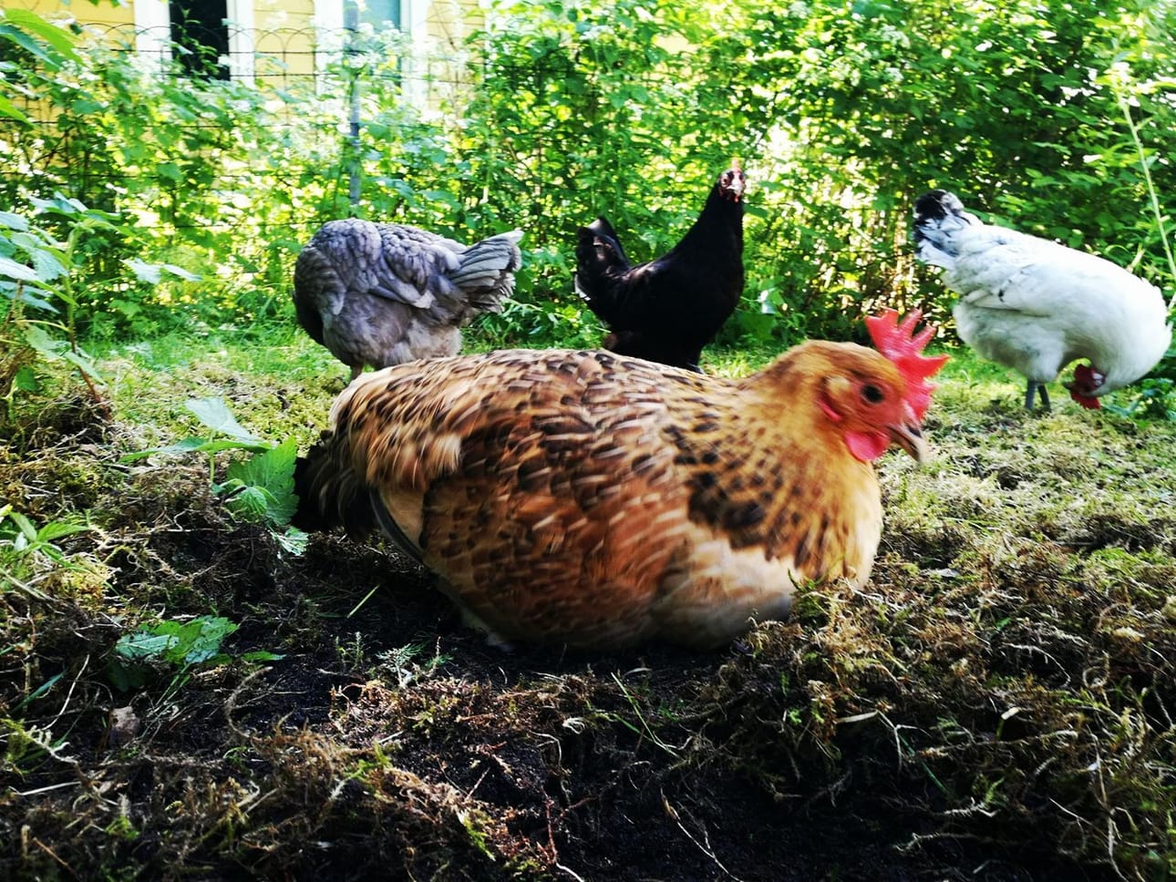 Harmaa Imelda, musta Lenita, valkoinen Margaret ja punainen Tavja ovat herättäneet hilpeyttä tempauksillaan.