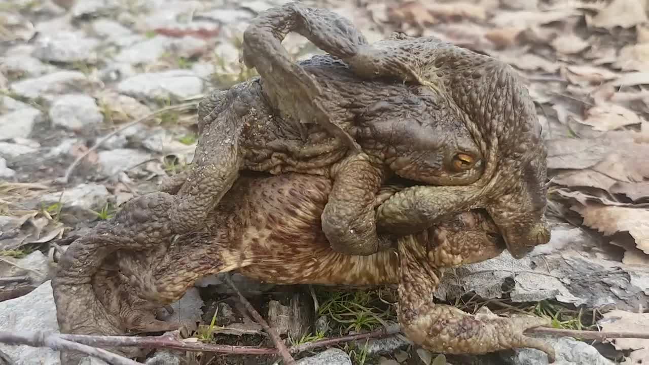 Rupikonnien lempeä