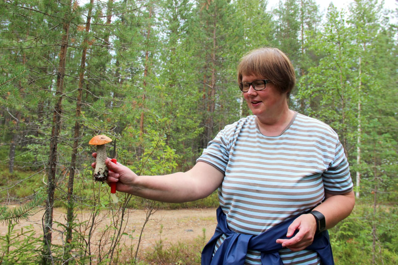 Kauppasienineuvoja Riitta Rontu esittelee hyväkuntoista koivunpunikkitattia. Kaikki punikkitatit ovat hyviä ruokasieniä. Niitä kannattaa kokeilla herkkutatin asemesta.