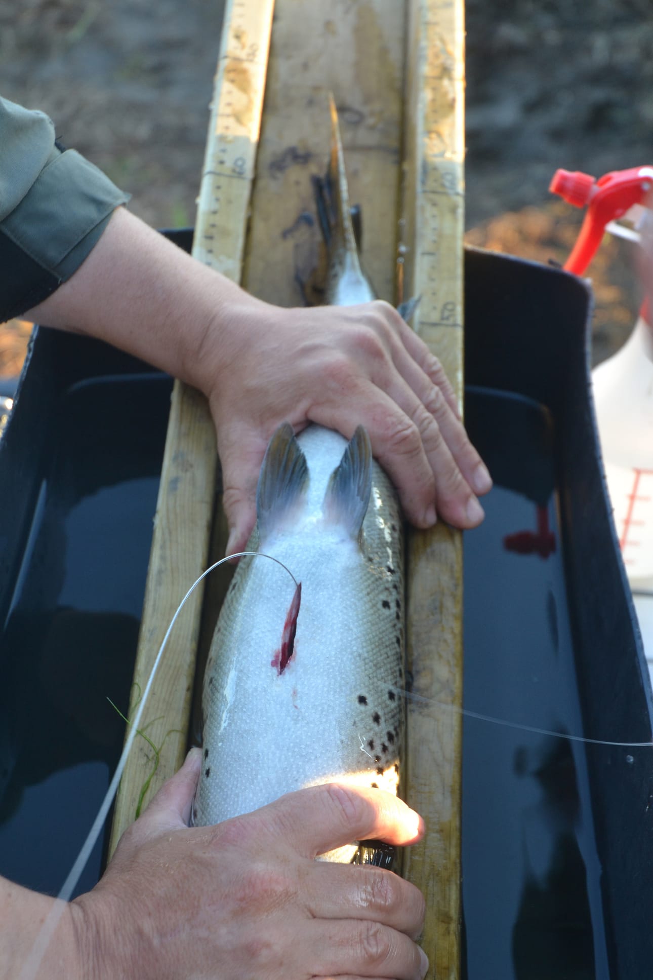 Oulangan taimenille asennettiin tänä kesänä radiolähettimiä itärajan toisella puolella kutuvaelluksen tutkimiseksi.