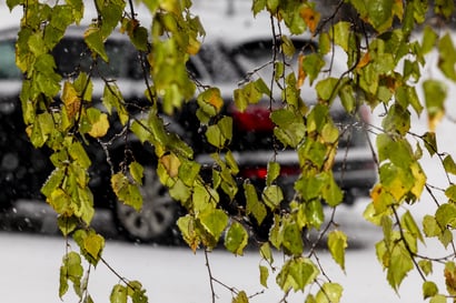 Koivut ovat yhä runsaassa lehdessä Oulun Saaristonkadulla –  Syksyn poikkeukselliset säät sekoittivat puiden talveentumisprosessin