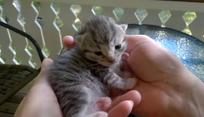 Kissanpentu ihmettelee maailmaa