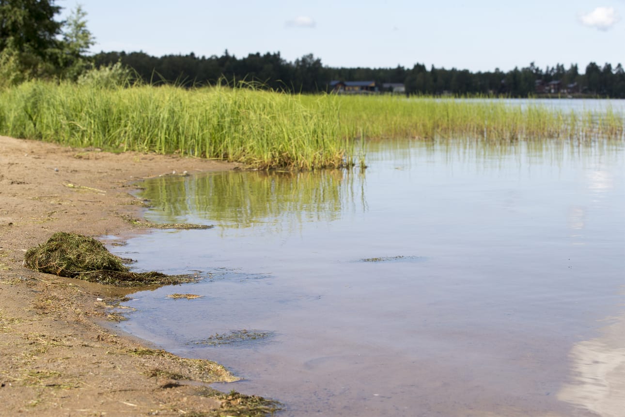 Arkistokuvassa sinilevää Pyykösjärvellä. 17. kesäkuuta otetuissa näytteissä sinilevää ei löytynyt.