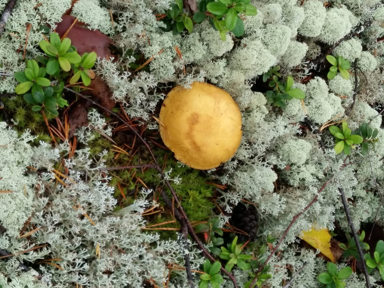 ...mutta poronhoitoalueen ulkopuolella