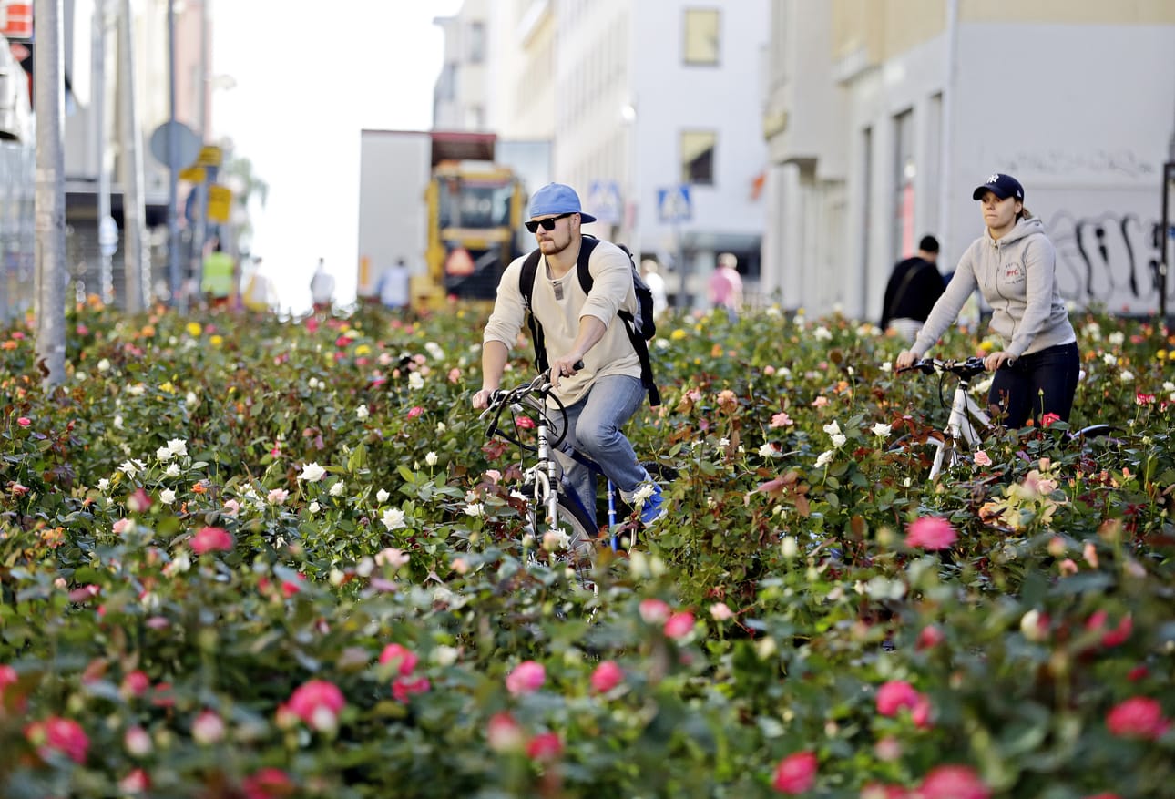 Pakkahuoneenkatu täyttyi ruusuista kesällä 2013.