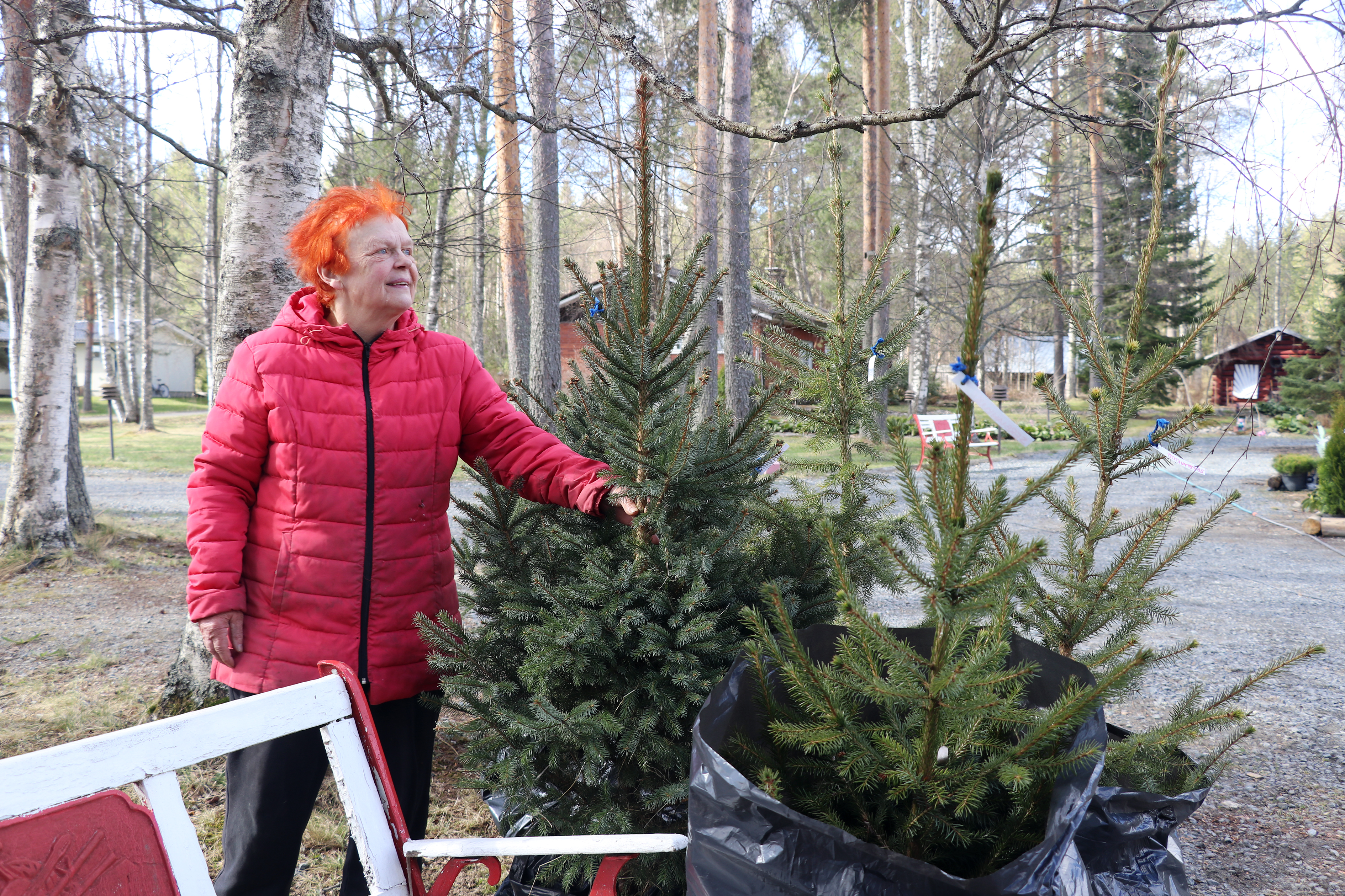 Kaunista voi syntyä pikkurahalla – alajärveläisen puutarhurin mukaan puut tekevät pihan