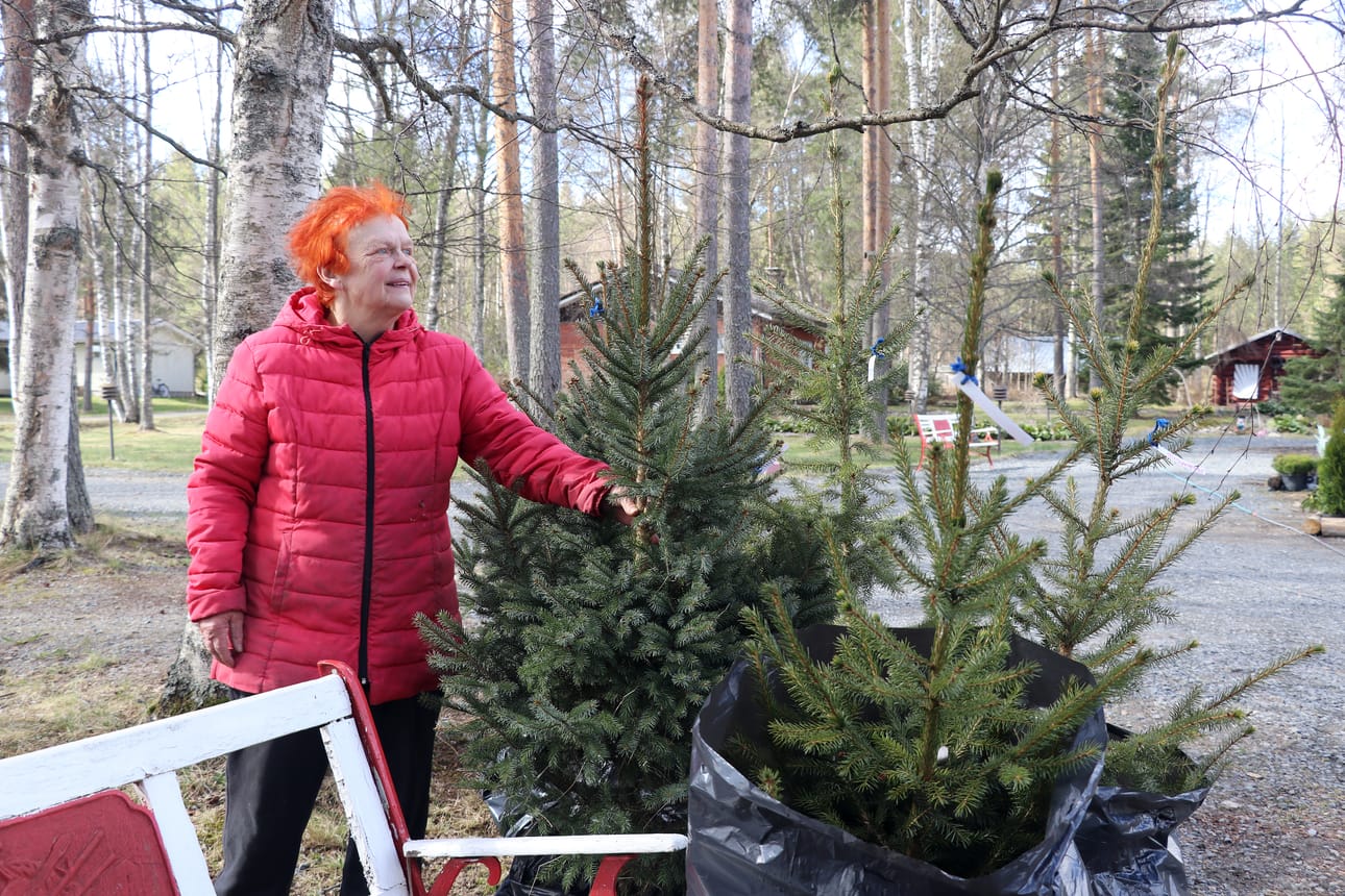 Asta Pesosen kasvattamat valko- ja serbiankuuset odottavat säkeissä siirtoa uuteen kotiin. Taimet ovat kasvaneet mittaansa 5–6 vuodessa Pesosen hellässä hoivassa.