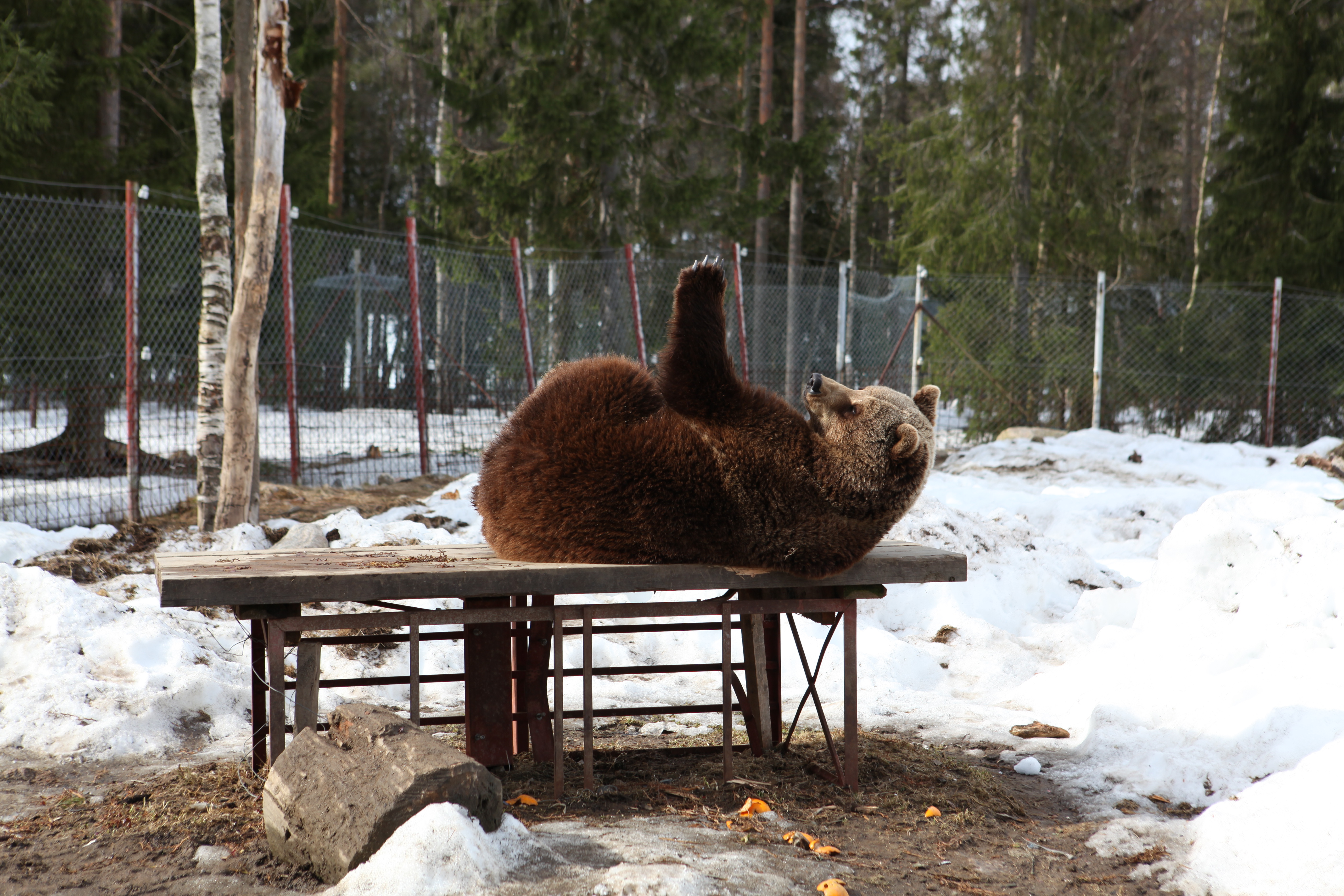 Tessu-karhu nauttii keväästä Kuusamon suurpetokeskuksessa.