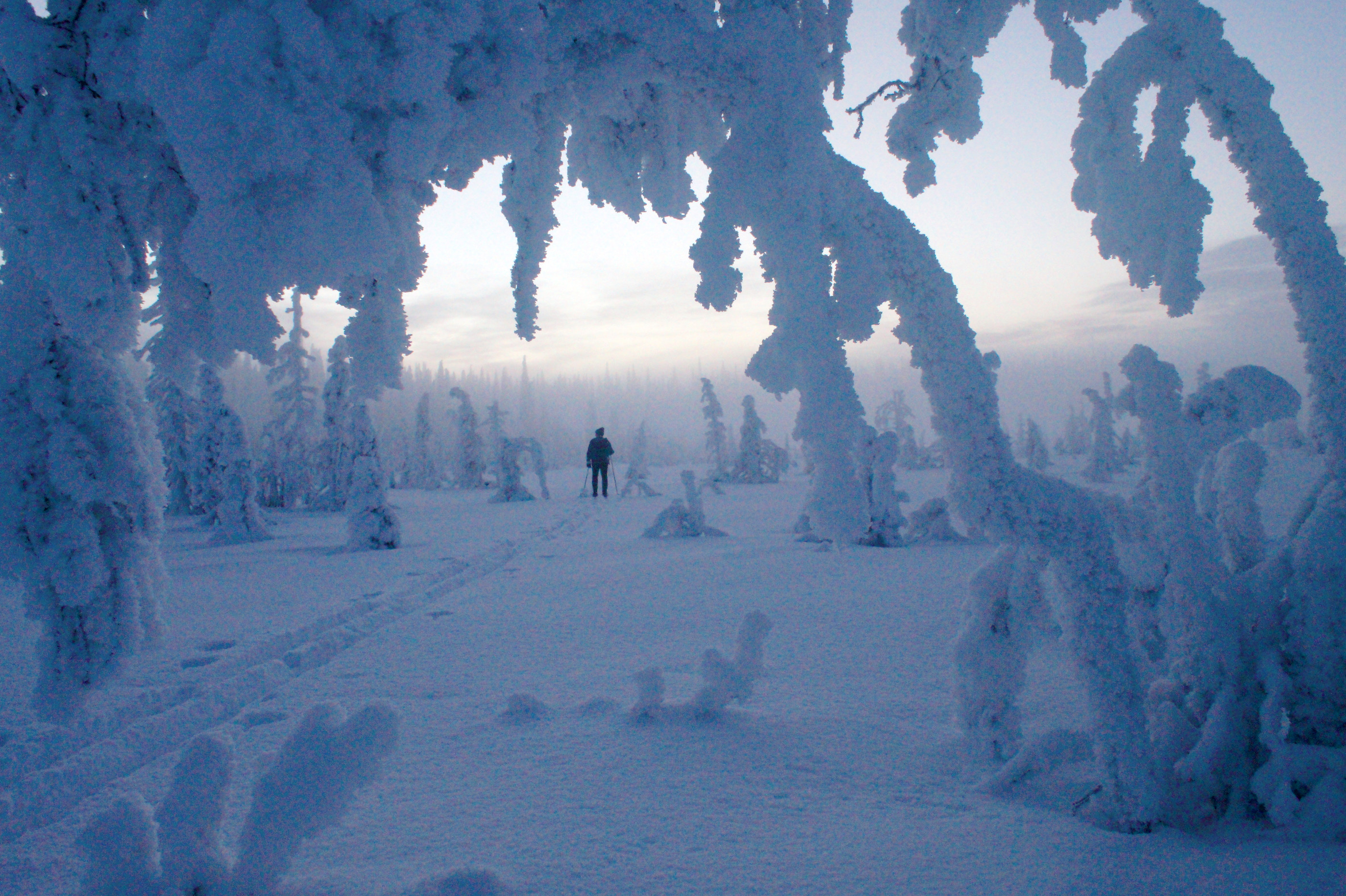 Syötteen kansallispuistossa riittää tilaa hiihdellä ja parhaimmillaan maisemat ovat perinteisen talvisia.