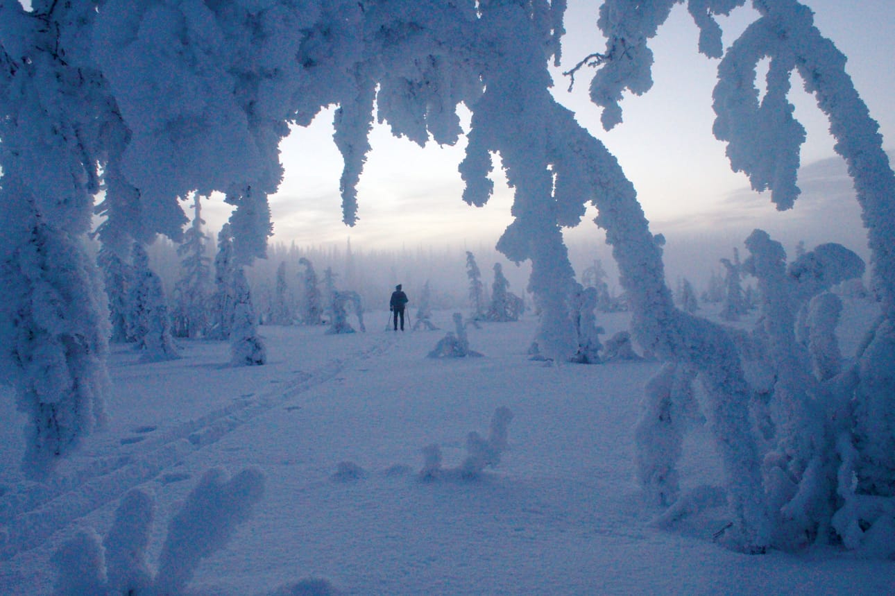 Syötteen kansallispuistossa riittää tilaa hiihdellä ja parhaimmillaan maisemat ovat perinteisen talvisia.