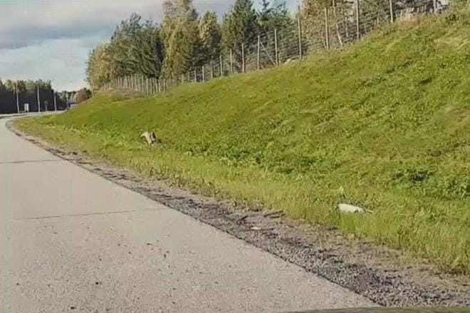 Susi kulki pitkin omaa ohituskaistaa moottoritien ojanpohjalla sunnuntaina. KUVA: VIDEOKAAPPAUS