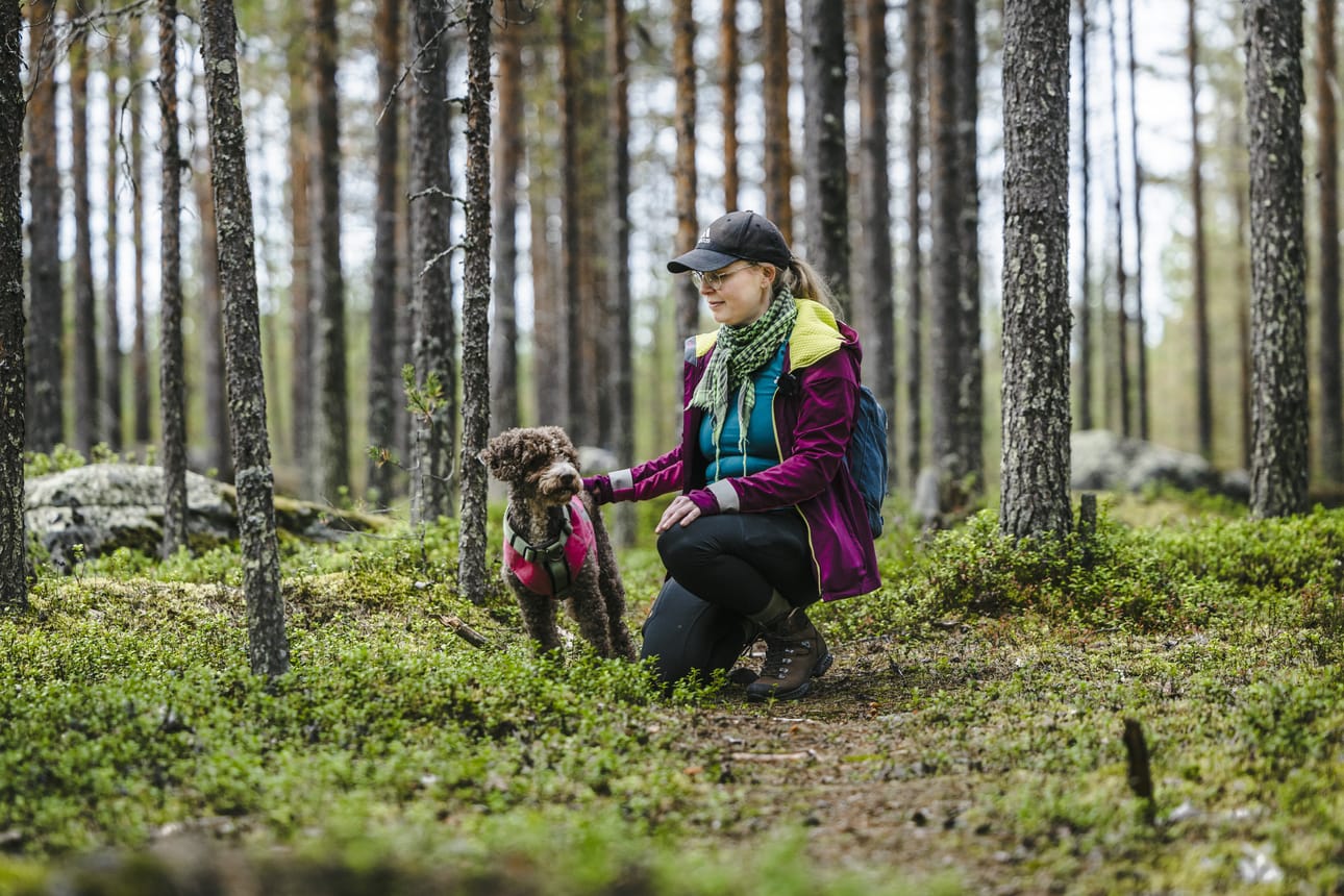 Siina Kestilän ja Miina-koiran sienestysharrastus alkoi suppilovahveroista, joita Kestilällä oli kotona kuivattuina. Miina etsi innoissan ympäri taloa piilotetut sienet.