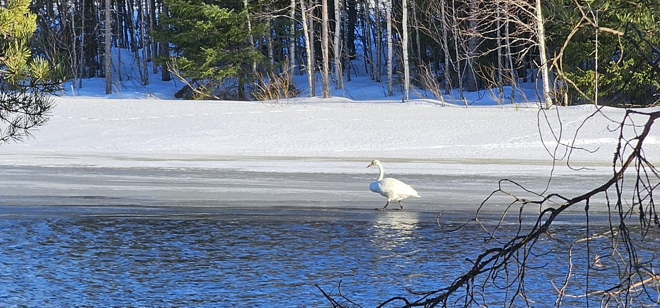 Joutsenet saattavat viihtyä pitkälle talveen jäätyvillä vesistöillä. Harvoin niillä kuitenkaan on mitään hätää. (Arkistokuva)