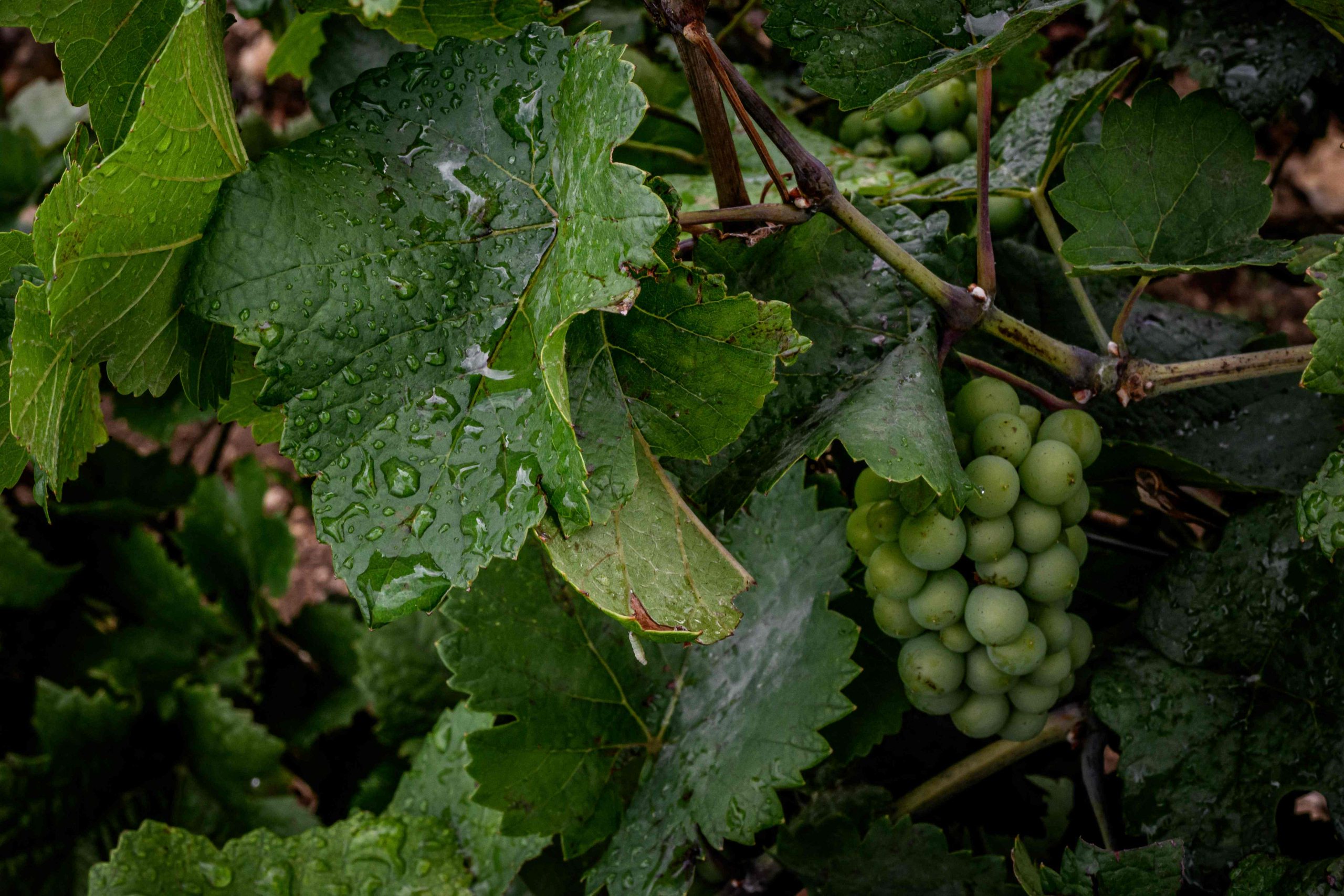 Poikkeuksellisen hyvä samppanjavuosi – myös Burgundista tulossa loistoviinejä