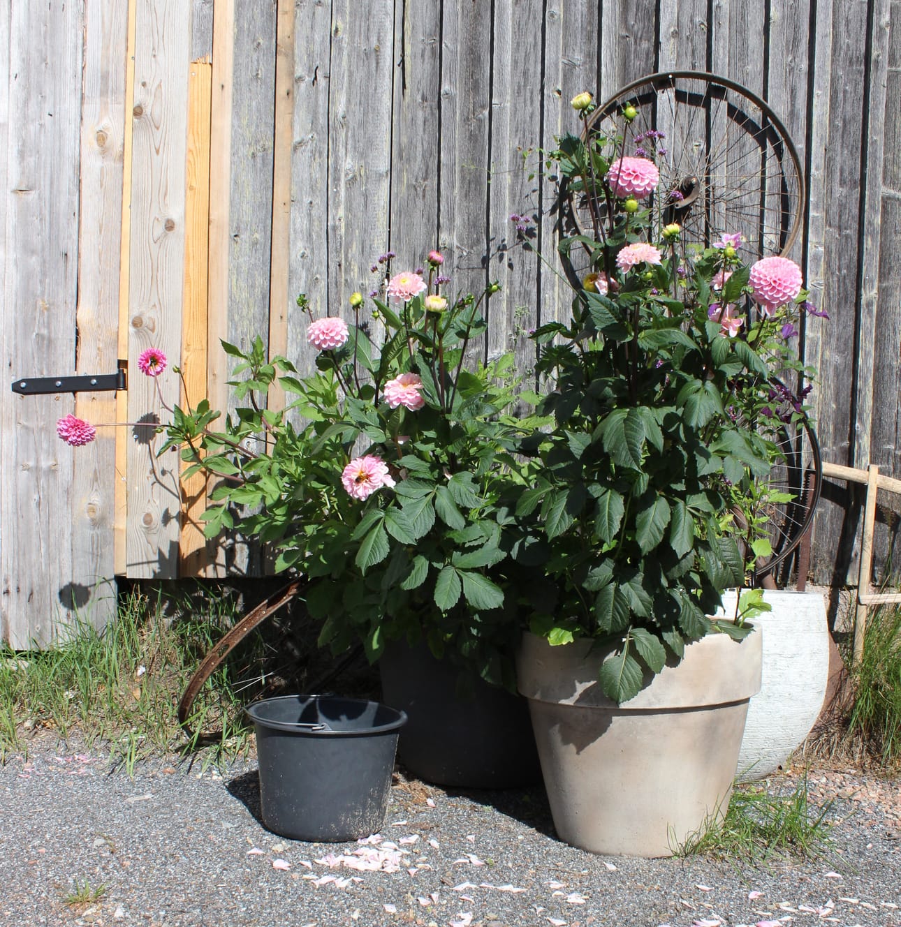 Kukat nauttivat elokuisesta auringosta.