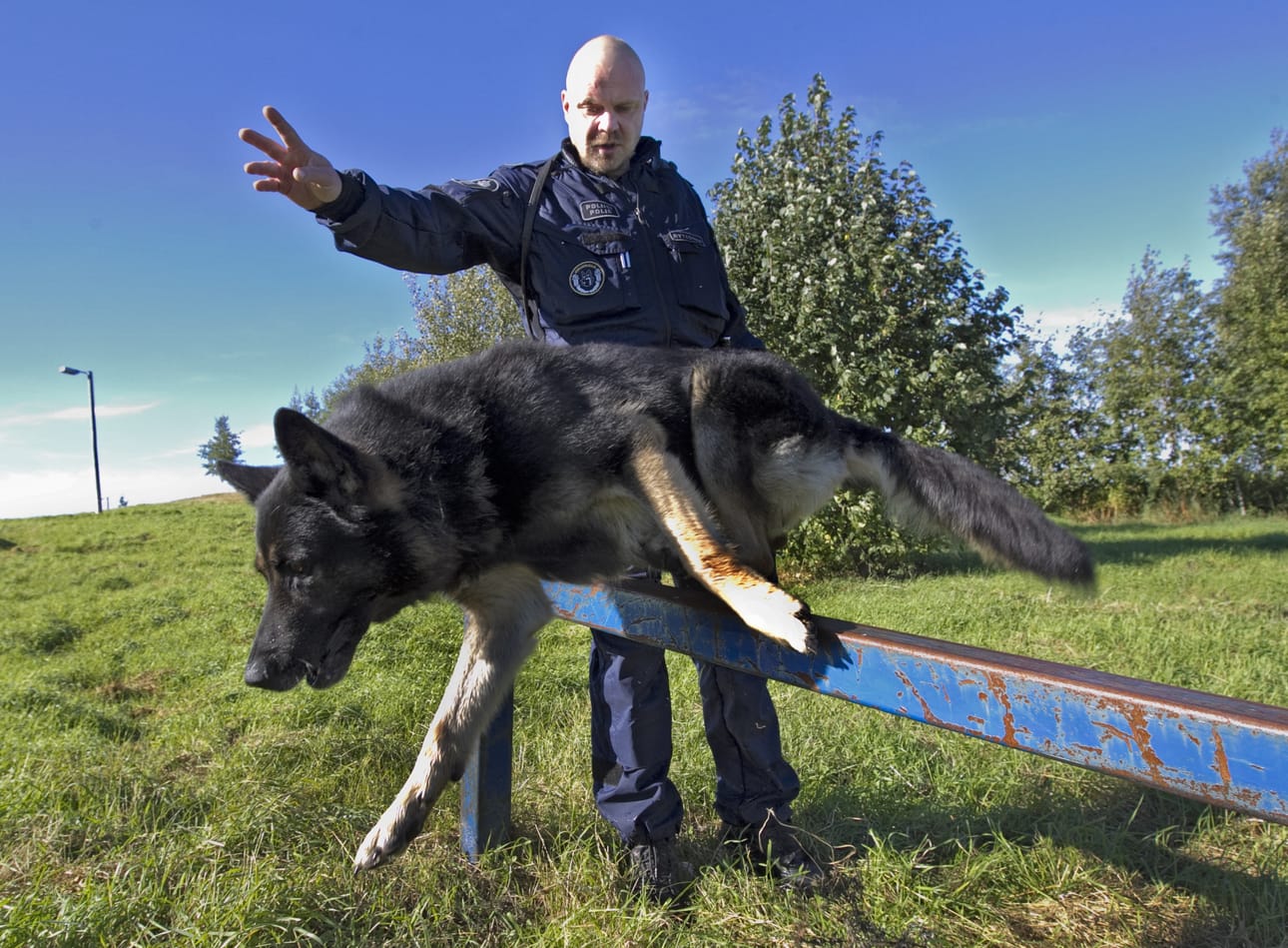 Peikko aloitti elämänsä harrastuskoirana, mutta siirtyi runsaan vuoden ikäisenä poliisille. Se työskenteli partiokoirana, etsi kadonneita, jäljitti rosvoja ja tutki rikospaikkoja. Peikon ohjaaja on ylikonstaapeli Tero Rytkönen.