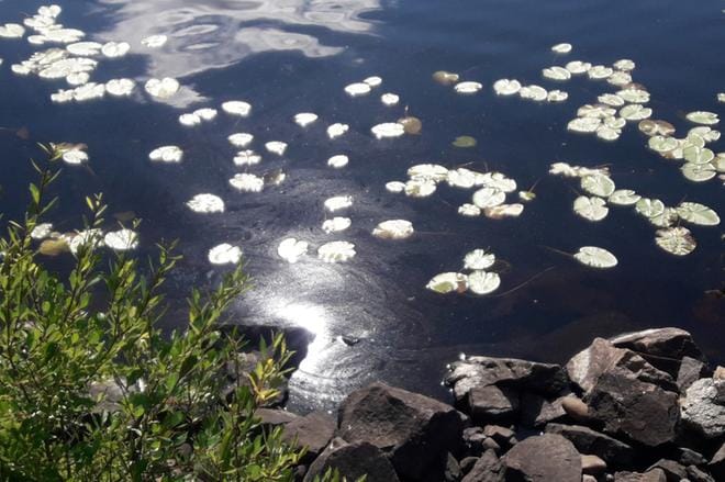 Viherlevän tuottamaa öljyä veden pinnalla. KUVA: MINNA HAKALA