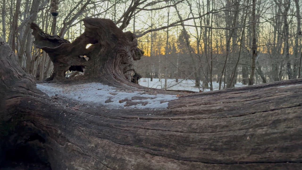 Jos metsään haluat mennä nyt, niin takuulla yllätyt…! Aamuisessa metsässä voi törmätä tälläiseenkin luonnon muovaamaan  ”norsunpoikaseen” Rauvolanlahti, Kaarina 18.2.2024