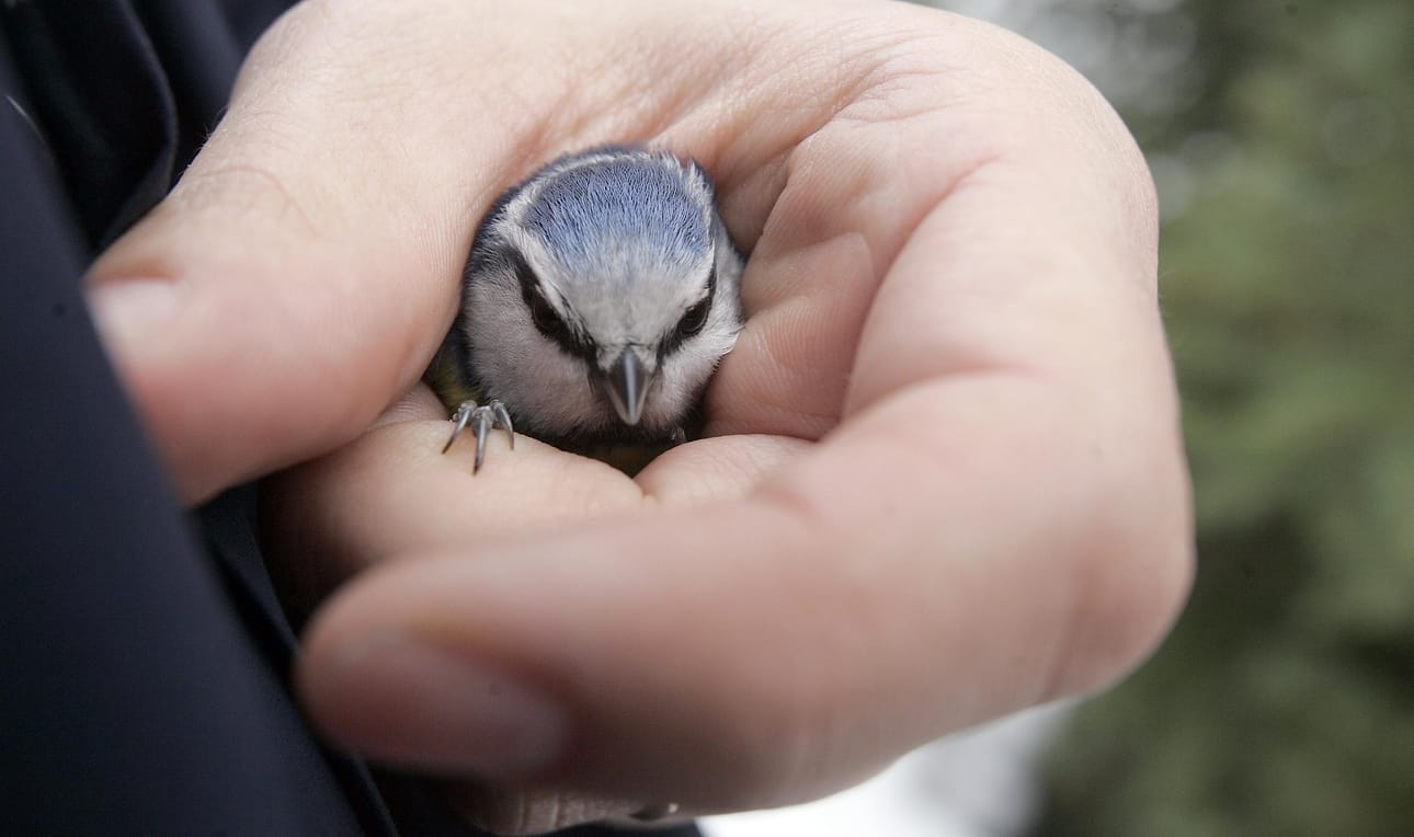 Talon ilmastointihormiin jäänyt pikkulintu saatiin vapautettua vahingoittumattomana. Linnun laji jäi kuitenkin epäselväksi. Kuvassa sinitiainen.