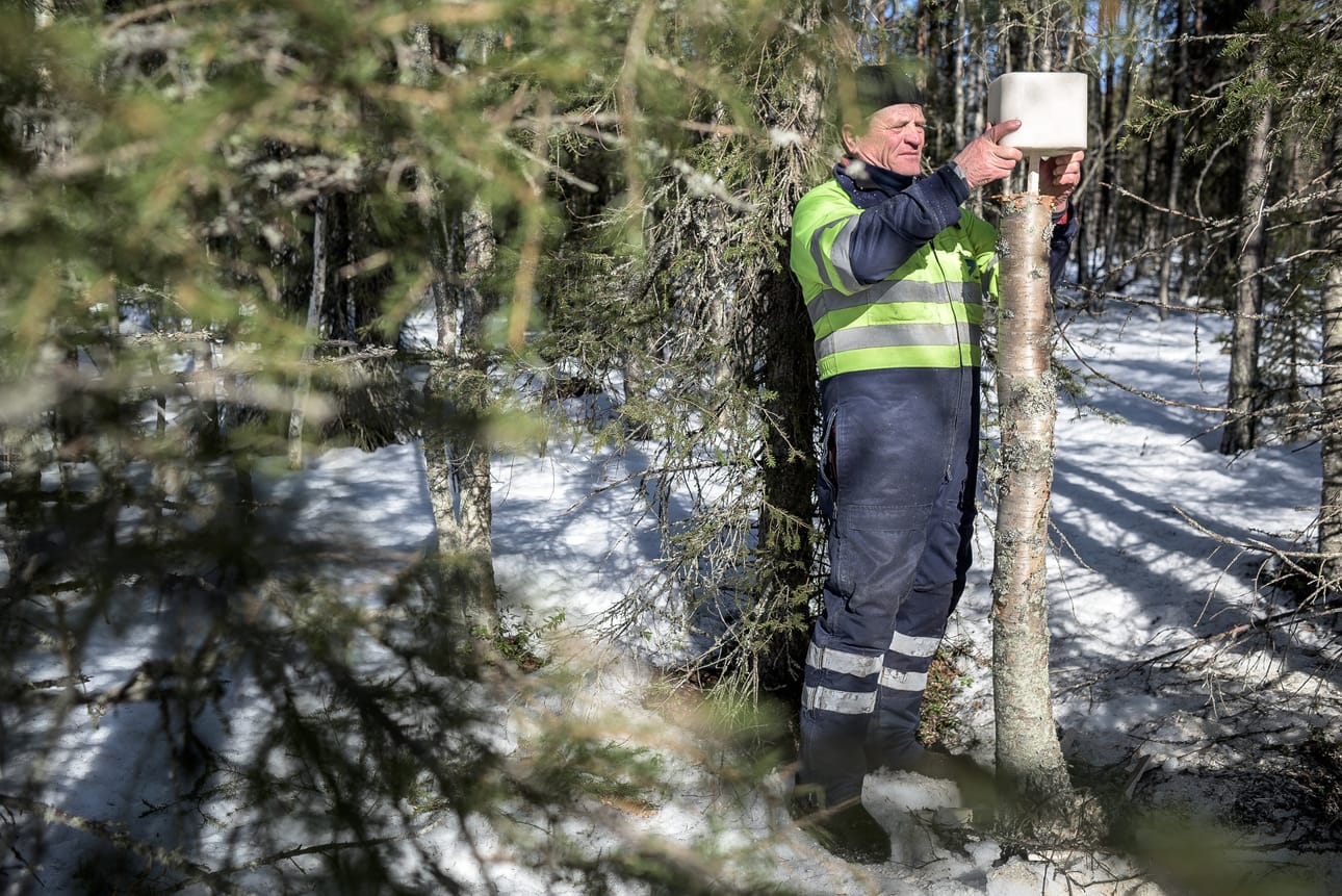 Juhani Määttä on päässyt hyvillä hankikeleillä viemään maastoon nuolukiviä.