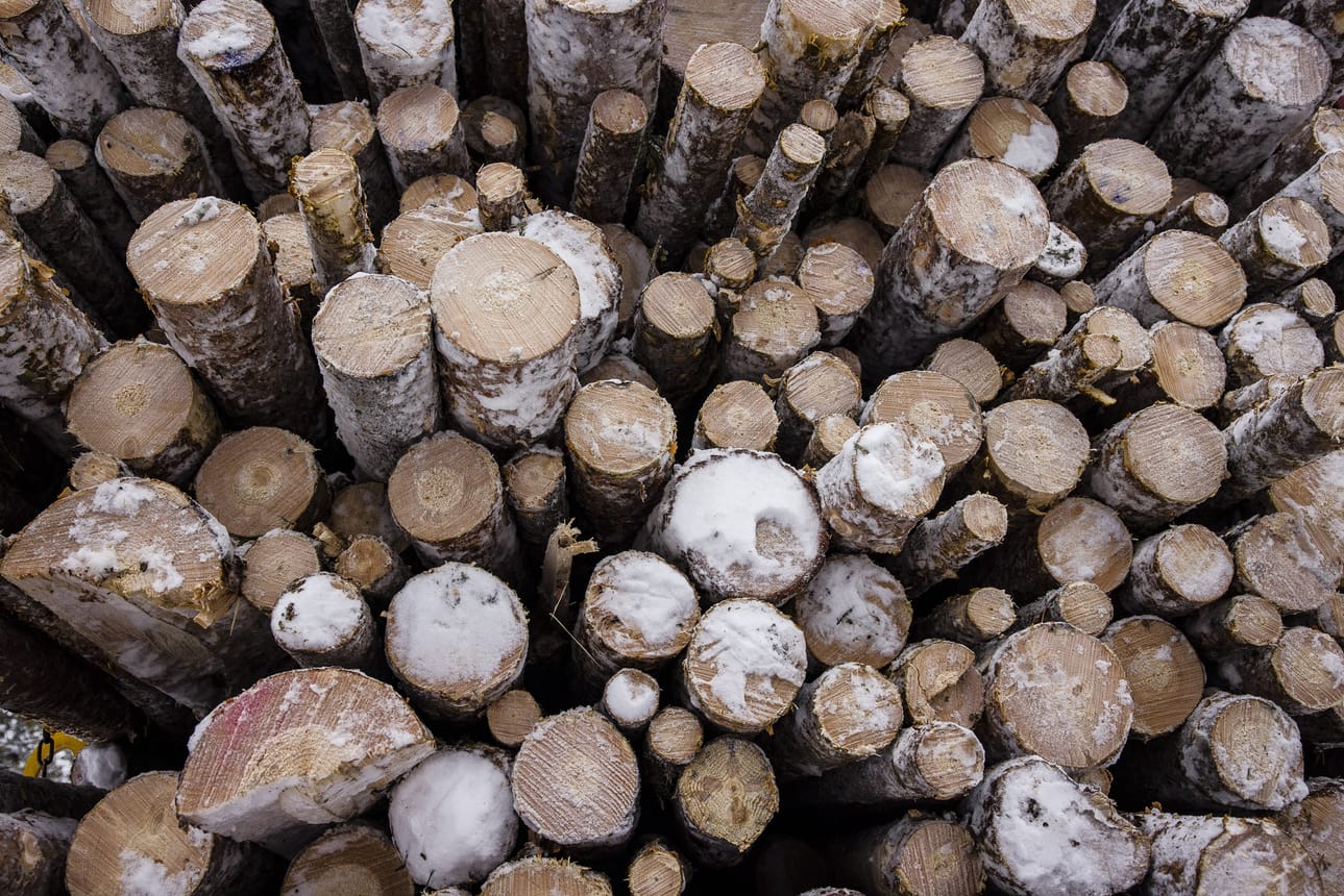 Puun hyvä kysyntä ja hinta siivittivät Metsähallituksen hyvään kokonaistulokseen haastavasta vuodesta huolimatta.