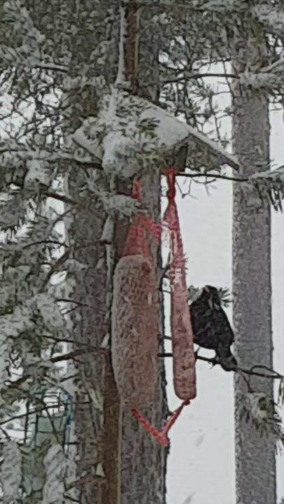 Lumimyräkkä ei säikäytä mustarastasta
