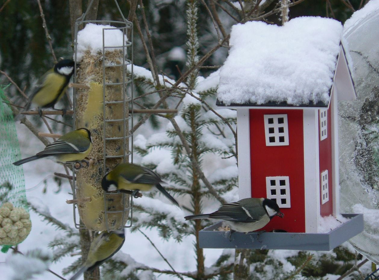 Lintulaudoilla riittää nyt tarkkailtavaa.