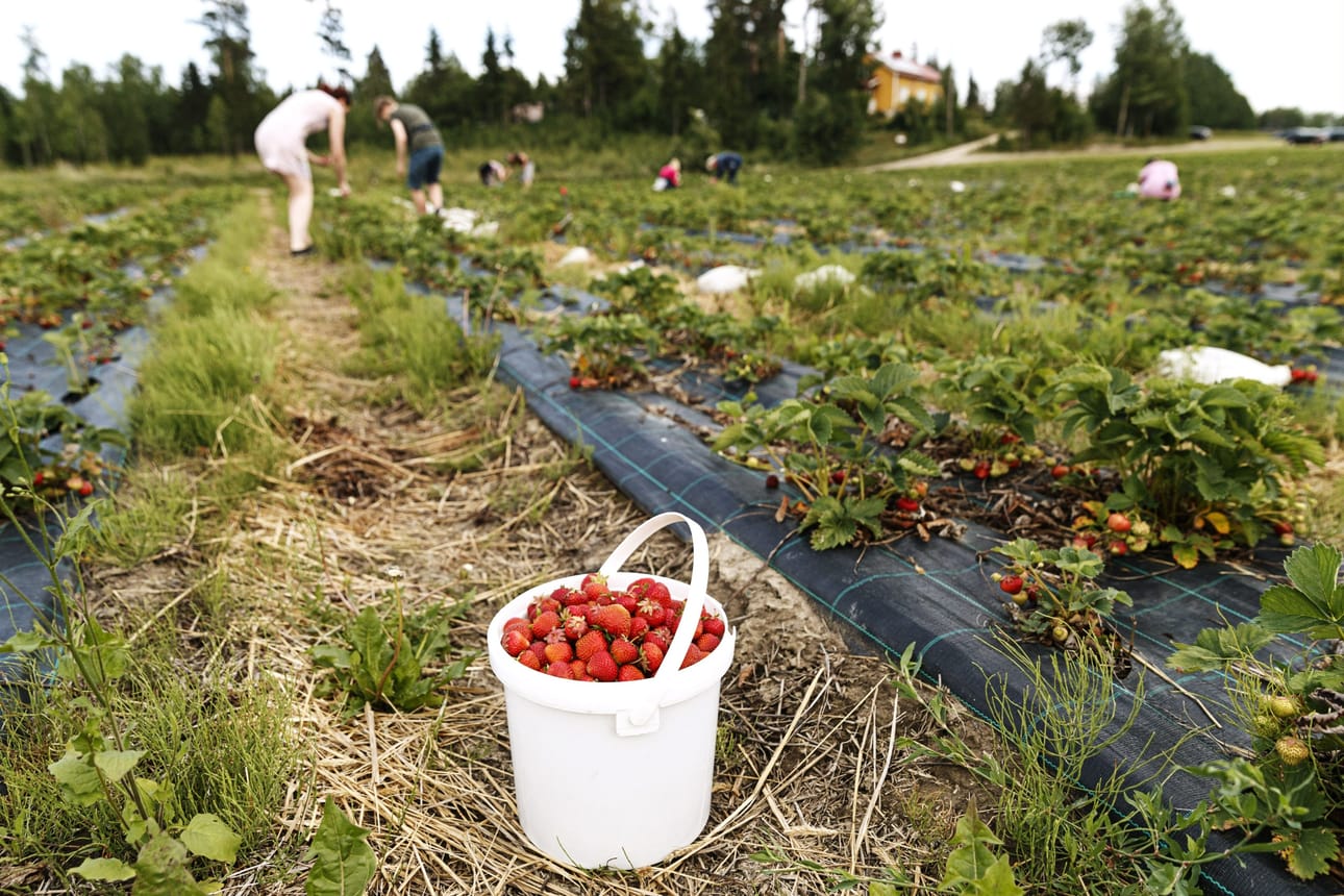 Toukokuun ja kesäkuun vaihteessa koetut helteet aikaistivat avomaan mansikkasadon kypsymistä. LEHTIKUVA / Roni Rekomaa