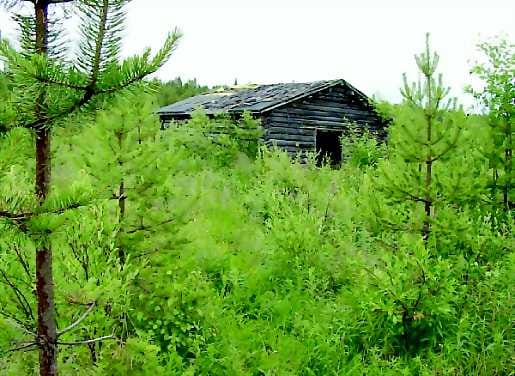 Metsän paluu. Maatalousyrittämisen vähentyminen Kuusamossa näkyy myös maisemassa. Kun nurmirehulle ei ole syöjiä, pellot muutetaan tuottamaan puuta.