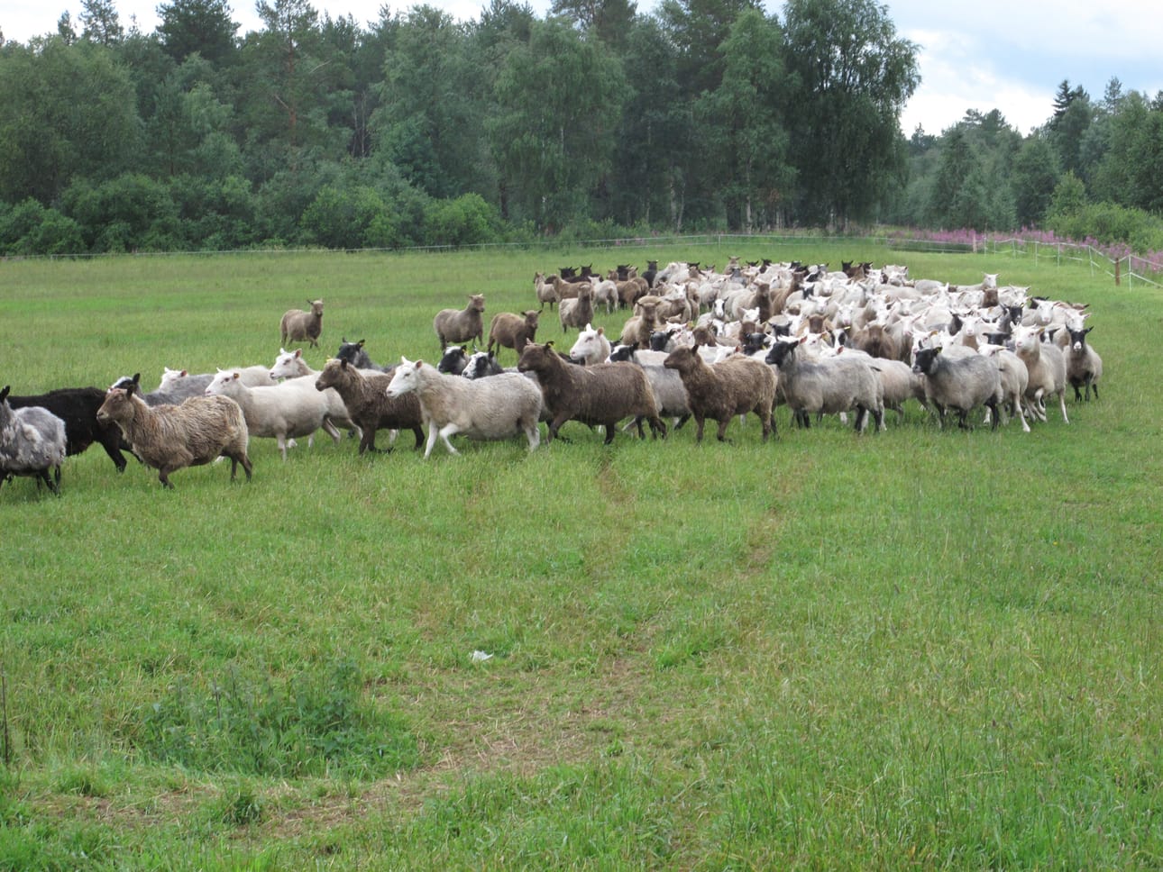 Pelson vankilan lampolassa kasvatetaan suomenlampaita.