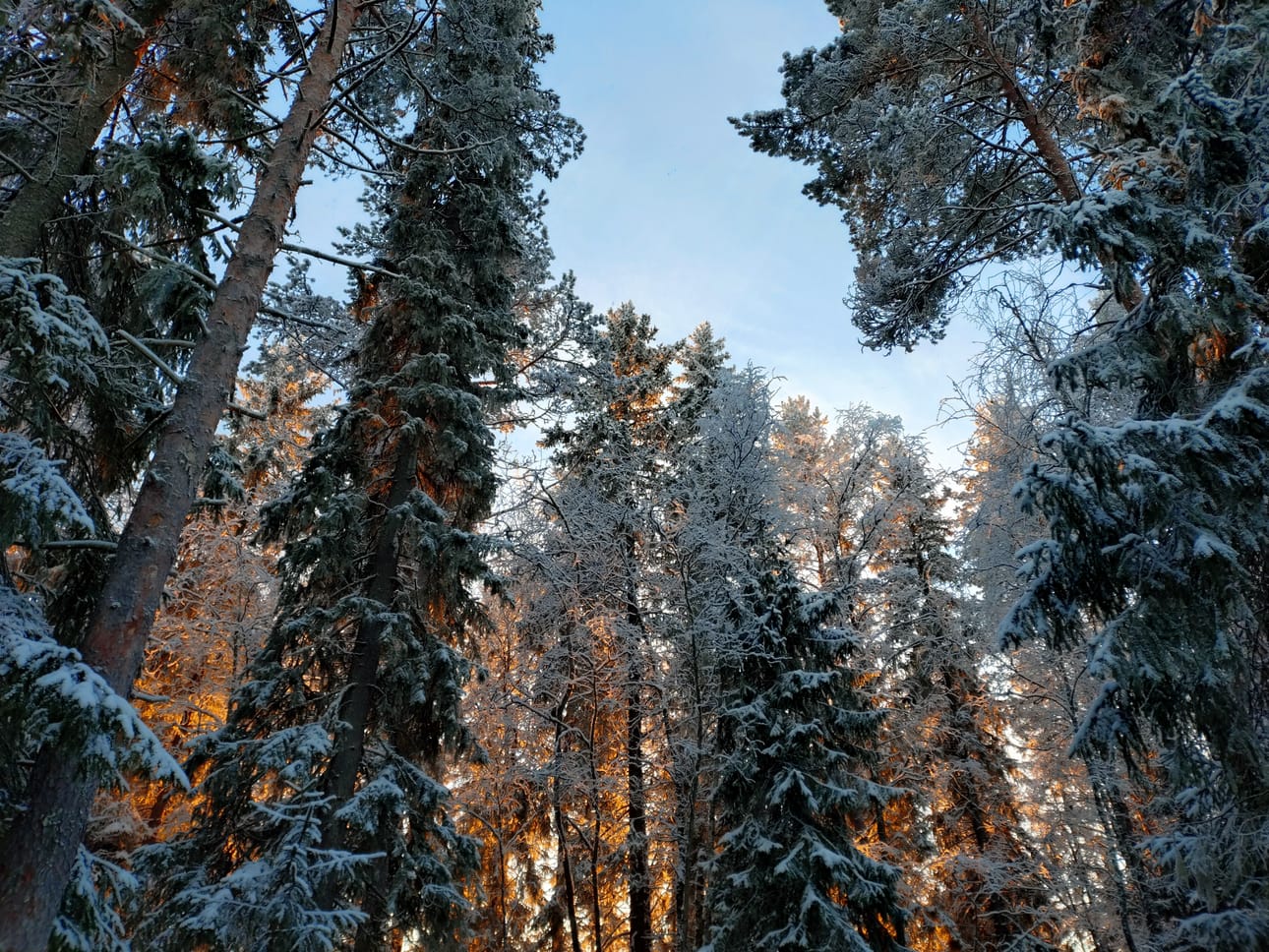 Varttunutta metsää kilometrin verran Kuivasjärven asuinalueen pohjoispuolella.