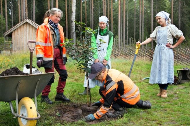 Mummon puun istuttivat Ähtäri Zoon farmille arboristiopiskelijat Larissa Heinämäki ja Lasse Raassina. Puutarhuri Tiina Tarkkonen ja farmin vastaava Asta Kestinmäki avustivat. KUVAT: KAROLIINA SYRJÄ
