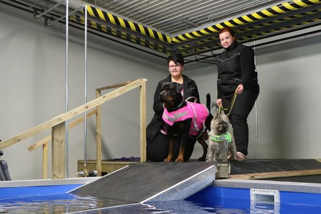 Jetro ja Kirppu ovat valmiita loikkaamaan altaaseen. Merja Utriainen ja Jenna Kotokorpi joutuvat niitä hillitsemään, sillä klooripitoisuuden pitää vielä tasoittua. KUVAT: ERJA PEKKALA