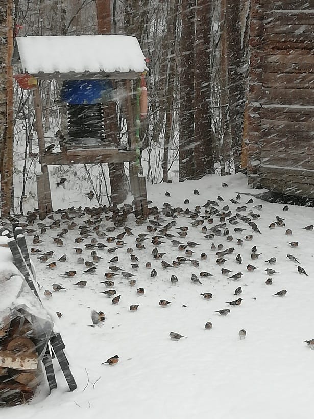 Pikkulinnut ovat kerääntyneet talojen ruokintapaikoille.
